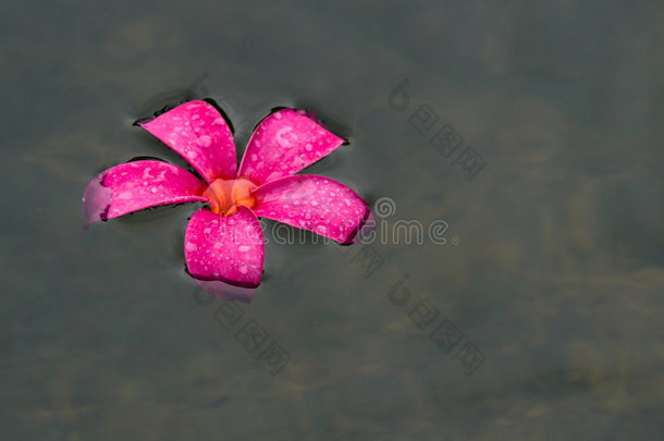 浮羽花属