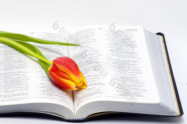 打开圣经和鲜花