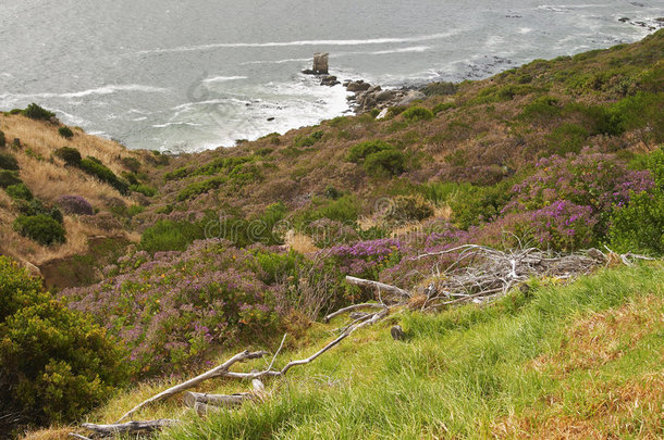 海岸上有干树枝的fynbos