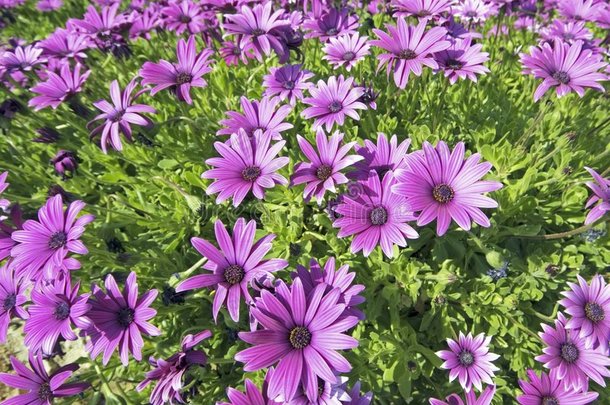 春天美丽的紫色花朵
