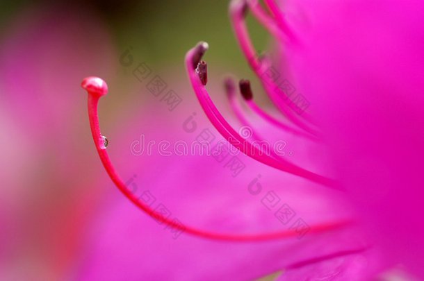 雄蕊杜鹃花模糊颜色花