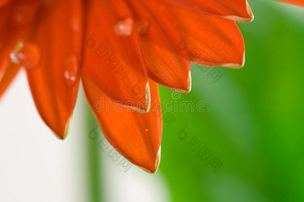 大红非洲菊花瓣