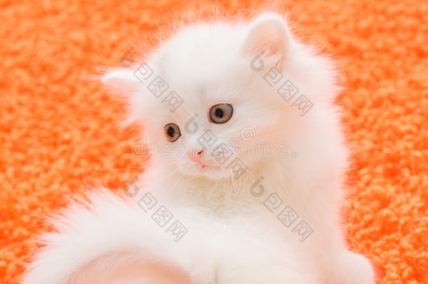 橙色地毯上的<strong>白猫</strong>