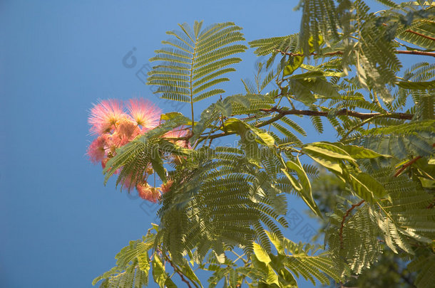 相思花