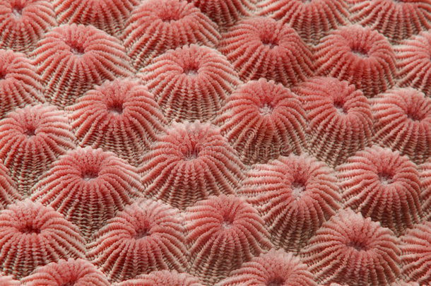 珊瑚色细节