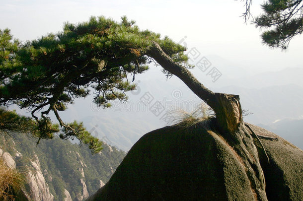 <strong>中国</strong>山上的松树