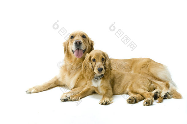 金毛猎犬和可卡猎犬在一起