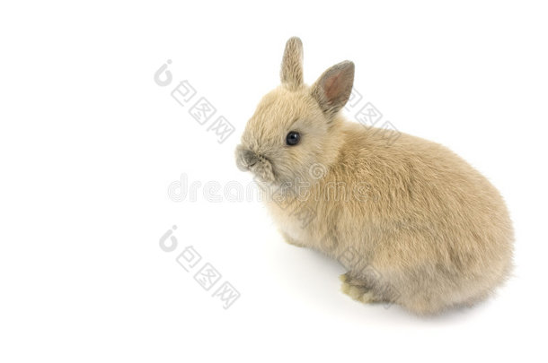 荷兰矮兔宝宝