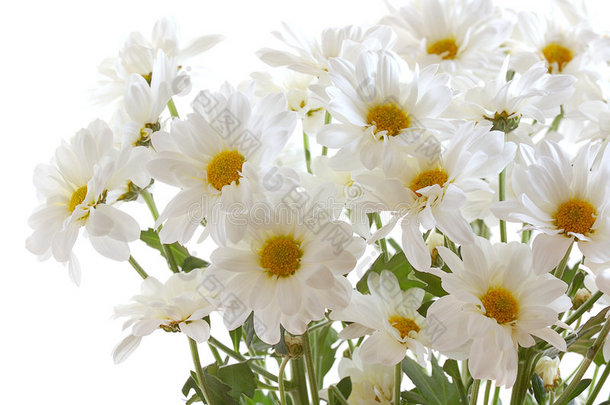 一束白色的小菊花