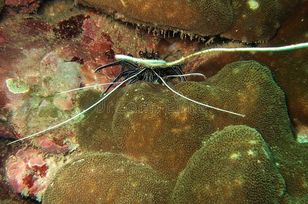 海底生物