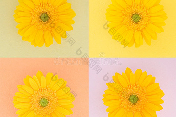 四朵淡黄色雏菊