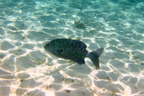 马尔代夫黑鱼