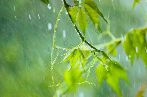 雨中的弗吉尼亚爬虫