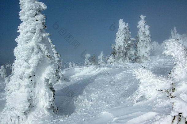 雪林滑雪坡