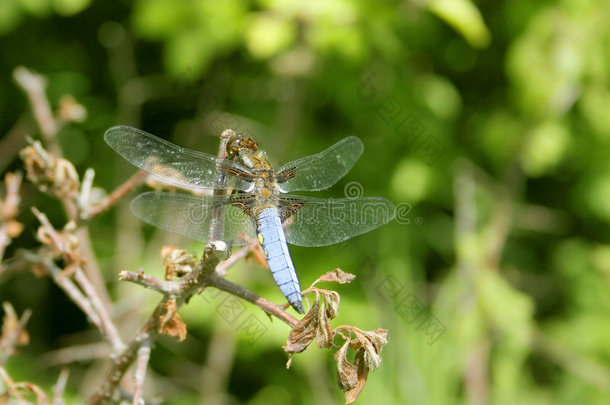 宽体<strong>猎手</strong>，libellula Depresta