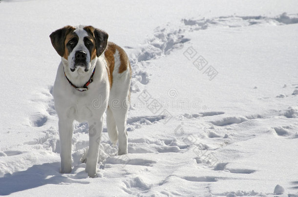站在雪地里的狗