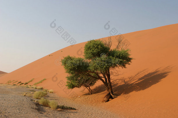 沙丘上的树木