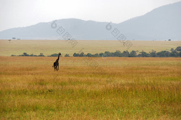 穿越大草原的长颈鹿