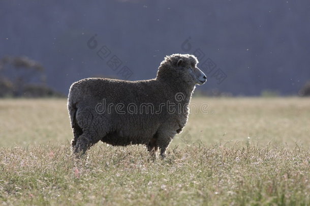 澳大利亚绵羊