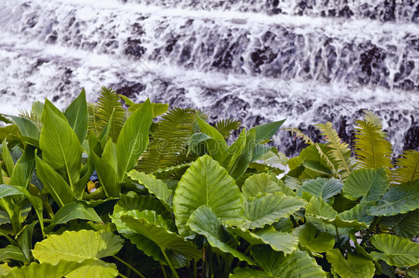 瀑布旁的蕨类植物