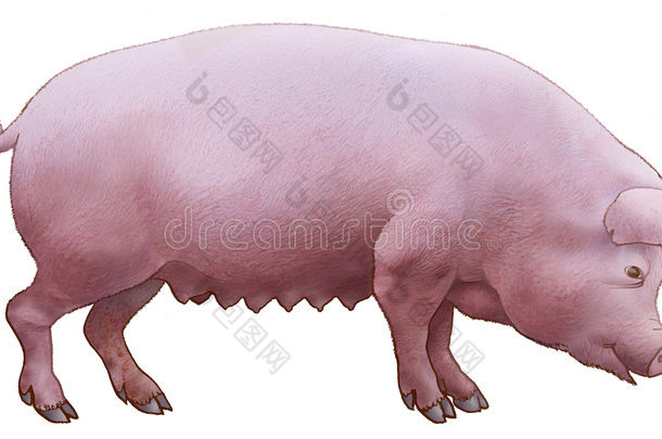 猪粉色。