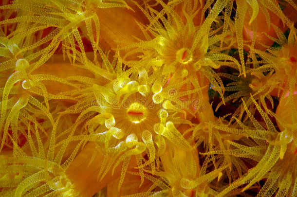 <strong>橙</strong>色杯状<strong>珊瑚</strong>（tubastraea coccinea）