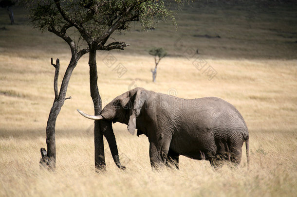 大象<strong>搓</strong>树