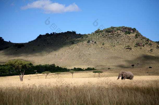 大象<strong>在草地上行走</strong>的风景