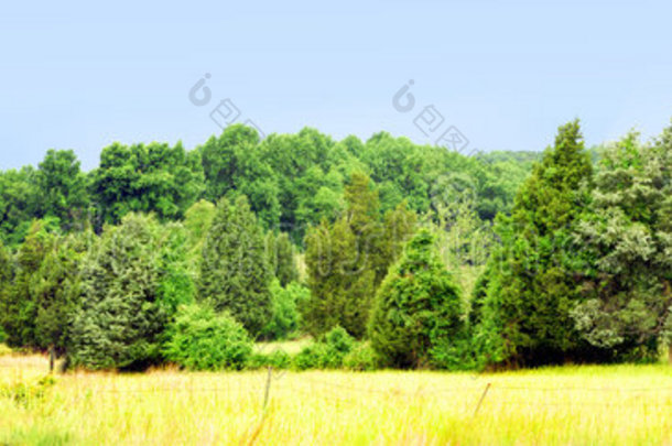 树木和田野全景图