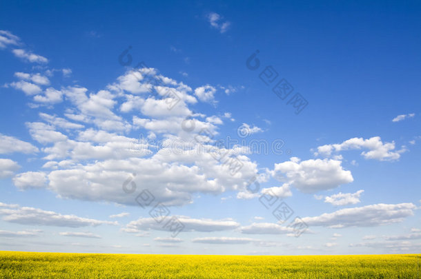 美丽的田野和湛蓝的天空