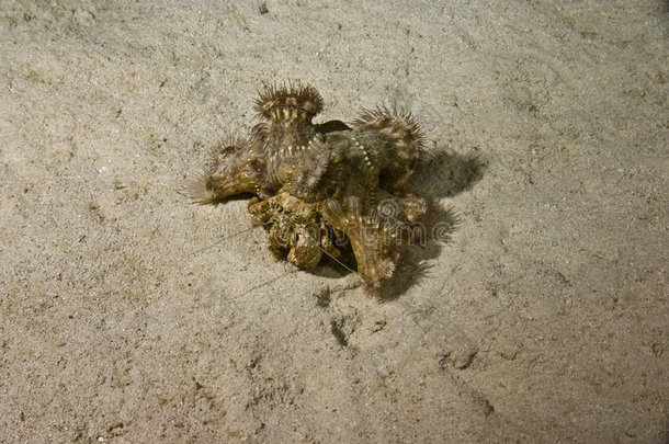红海海葵寄居蟹