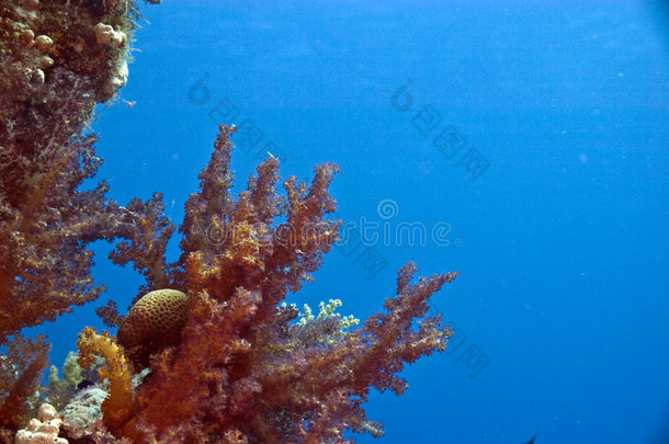 珊瑚和<strong>鱼</strong>