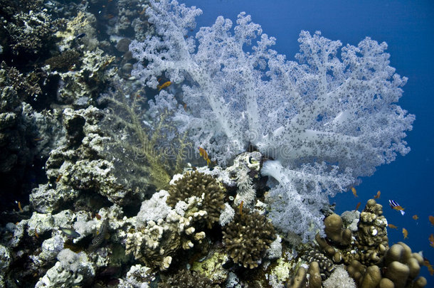 珊瑚和鱼