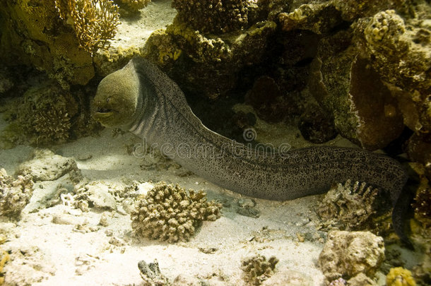 巨海鳗