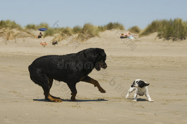 在海滩上玩<strong>狗</strong>
