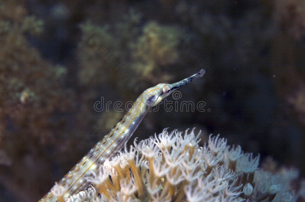 红海笛鲷