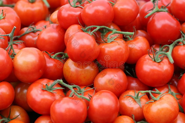 葡萄藤上的红西红柿