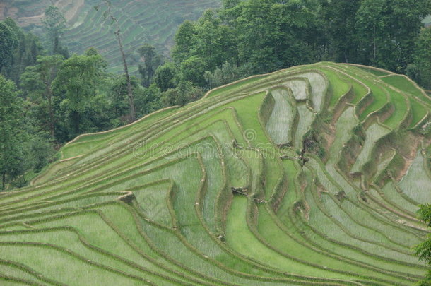 云南元阳梯田