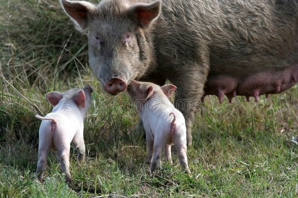 母猪和两只小猪