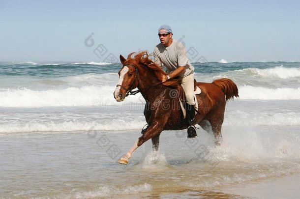 在海滩上飞驰的马