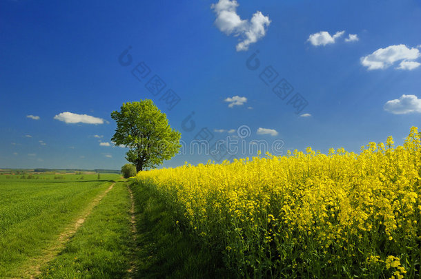 油菜景观