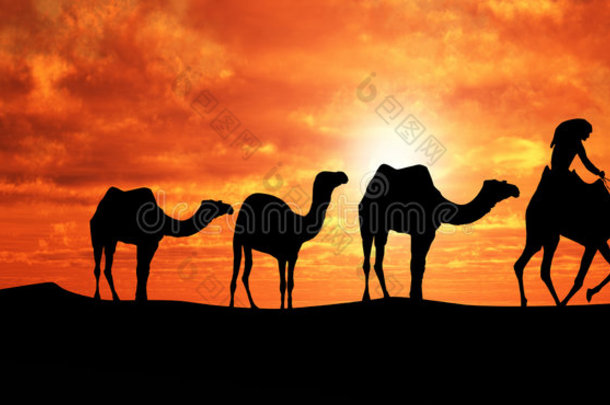 撒哈拉的骆驼