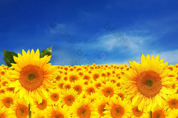 <strong>深蓝色天空</strong>中的黄色向日葵