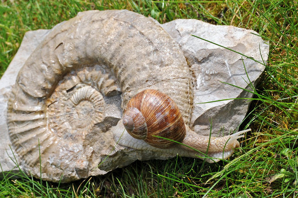 化石上的蜗牛