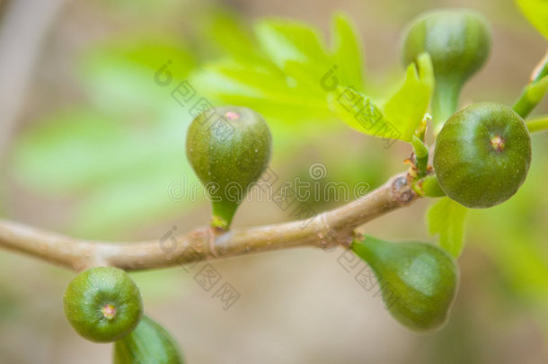 绿色无花果