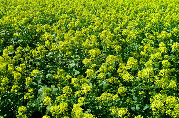 油<strong>甘蓝</strong>型油菜