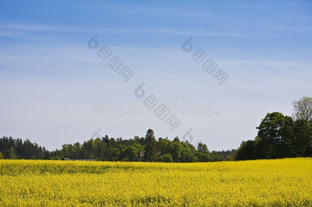 <strong>甘蓝</strong>型油菜田