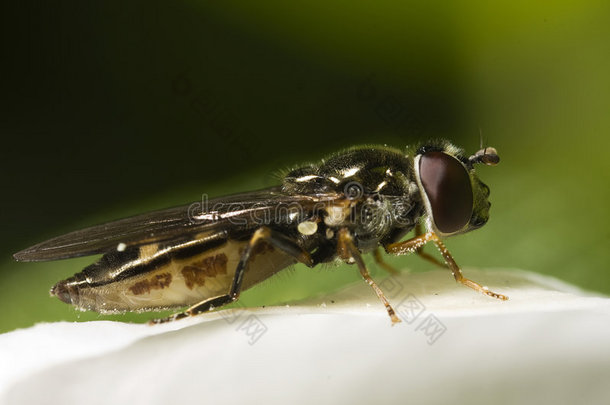 hoverfly宏特写