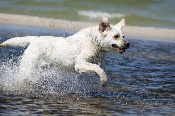 拉布拉多猎犬在行动