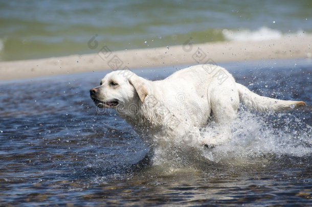 拉布拉多猎犬在行动